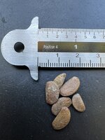 Kaki (Diospyros kaki)