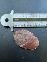 Flamme des Waldes (Butea monosperma)