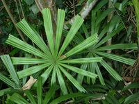 Goldene Licuala (Licuala paludosa)