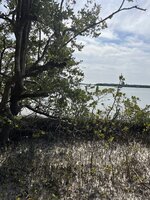 Schwarze Mangrove (Avicennia germinans)