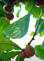 Rote Sapote (Timonius minahassae)