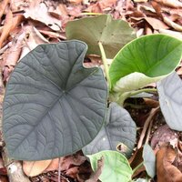 Alocasia (Alocasia chaii)