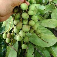 Griffiths Mango (Mangifera griffithii)