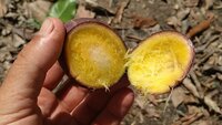 Griffiths Mango (Mangifera griffithii)