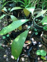 Griffiths Mango (Mangifera griffithii)