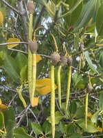 Gefleckte Mangrove (Rhizophora stylosa)