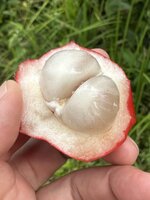 Belimbing hutan (Baccaurea angulata)