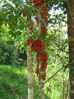 Belimbing hutan (Baccaurea angulata)