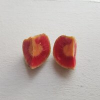 Gr&uuml;ner Tampang (Artocarpus dadah)