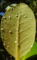 Graue Mangrove (Avicennia marina)