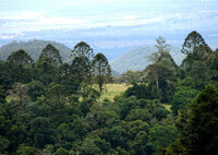 Bunya-Kiefer (Araucaria bidwillii)