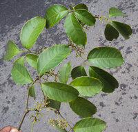 Kletternde indische Kastanie (Tetrastigma leucostaphylum)