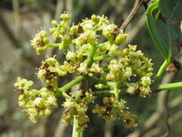 Kletternde indische Kastanie (Tetrastigma leucostaphylum)