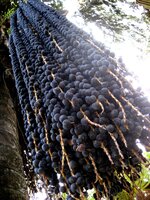 A&ccedil;a&iacute;-Palme (Euterpe oleracea)