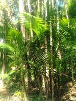 A&ccedil;a&iacute;-Palme (Euterpe oleracea)