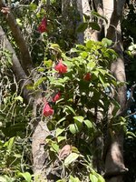 Chilenische Trompetenblume (Lapageria rosea)