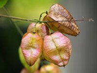 Blasenesche (Koelreuteria paniculata)