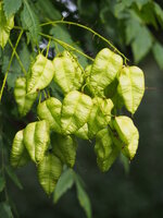 Blasenesche (Koelreuteria paniculata)