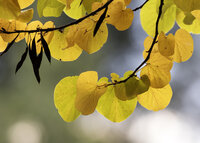 Judasbaum (Cercis siliquastrum)