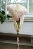 Aronstab (Amorphophallus yunnanensis)
