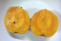 Baniti (Garcinia dulcis)