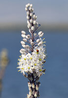 Meerzwiebel (Drimia maritima)