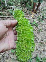 Netz-Samtbohne (Mucuna reticulata)