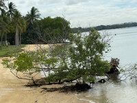 Wei&szlig;e Mangrove (Avicennia alba)