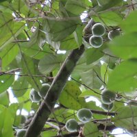 Benzoe-Baum (Styrax benzoin)