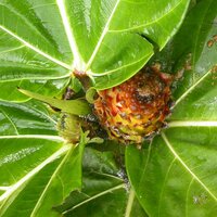 Tieflandfeige (Ficus brusii)