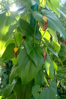 Immergr&uuml;ne Osterluzei (Aristolochia sempervirens)