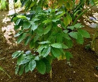 Catura-Kaffee (Coffea arabica 'catura')