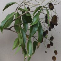 Samtige Tamarinde (Dialium cochinchinense)
