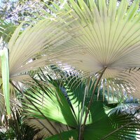 Wei&szlig;e Elefantenpalme (Kerriodoxa elegans)