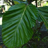 Tieflandfeige (Ficus brusii)