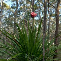 Gymealelie (Doryanthes excelsa)