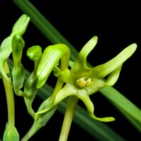 Gr&uuml;n freesia (Freesia viridis ssp. viridis)