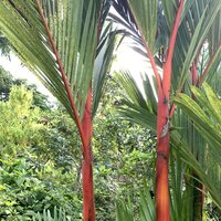 Lippenstiftpalme (Cyrtostachys renda)