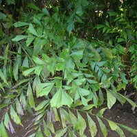 Fischschwanzpalme (Caryota mitis)