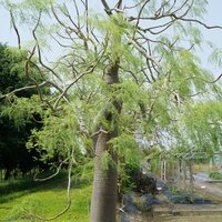 Madagaskar-Phantombaum (Moringa drouhardii)