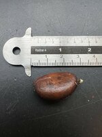 Schwarze Sapote (Diospyros digyna)