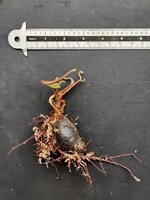 Markierungsnuss (Semecarpus anacardium)