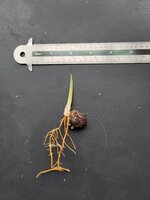 Drachenblut-Rattan (Calamus draco)