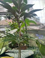 Aronstab (Amorphophallus pendulus)