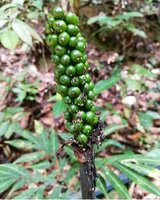 Aronstab (Amorphophallus pendulus)