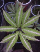 Aronstab (Amorphophallus pendulus)