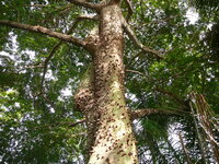 Kapokbaum (Ceiba pentandra)