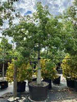 Seidenbaum (Ceiba speciosa)