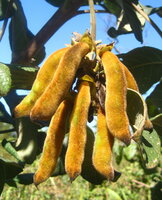 Samtbohne (Mucuna pruriens)