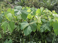 Samtbohne (Mucuna pruriens)